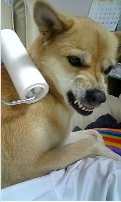 inu_angy