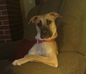 犬